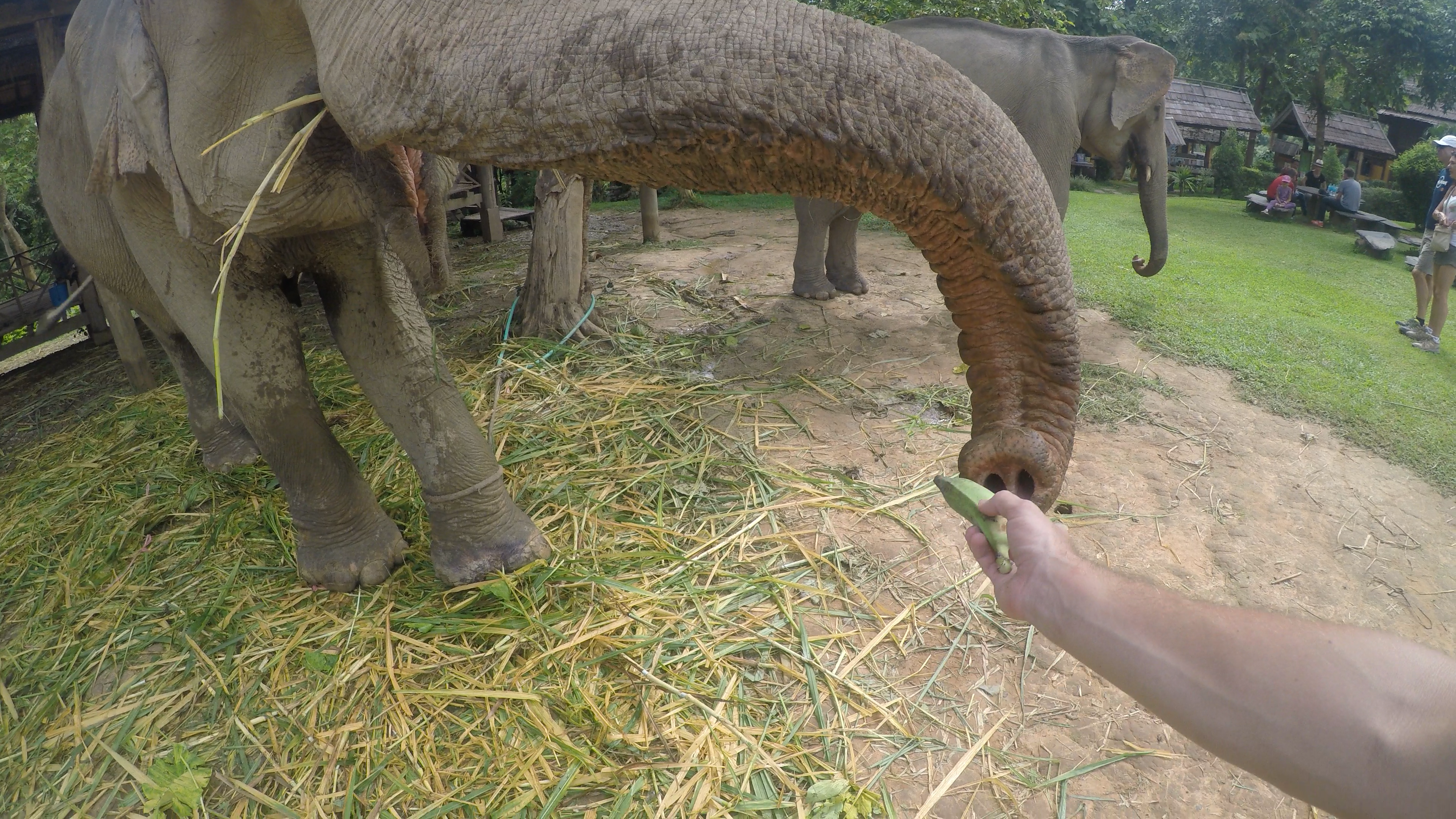 Mehr über den Artikel erfahren Luang Prabang – Wie ein Mahout