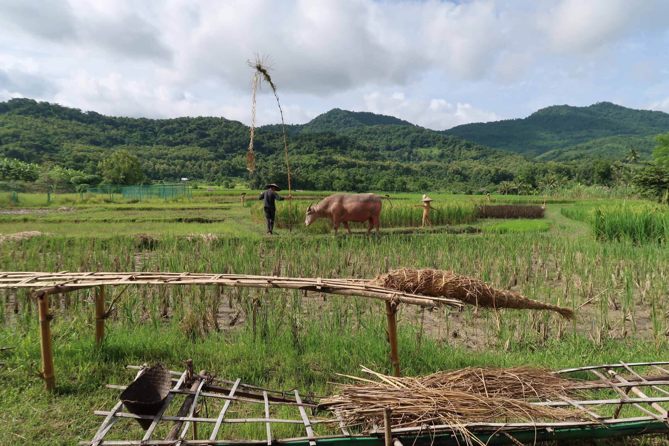 Mehr über den Artikel erfahren Luang Prabang – Arbeiten auf der Reisfarm und der verpasste Ausblick!