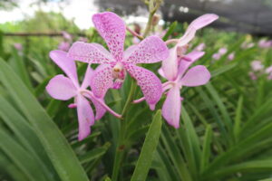 Mehr über den Artikel erfahren Bangkok – Thailändische Märkte und eine schöne Orchideenfarm