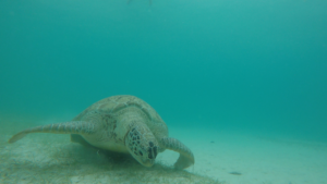 Mehr über den Artikel erfahren Perhentian Islands – Schildkröte und Nemo’s