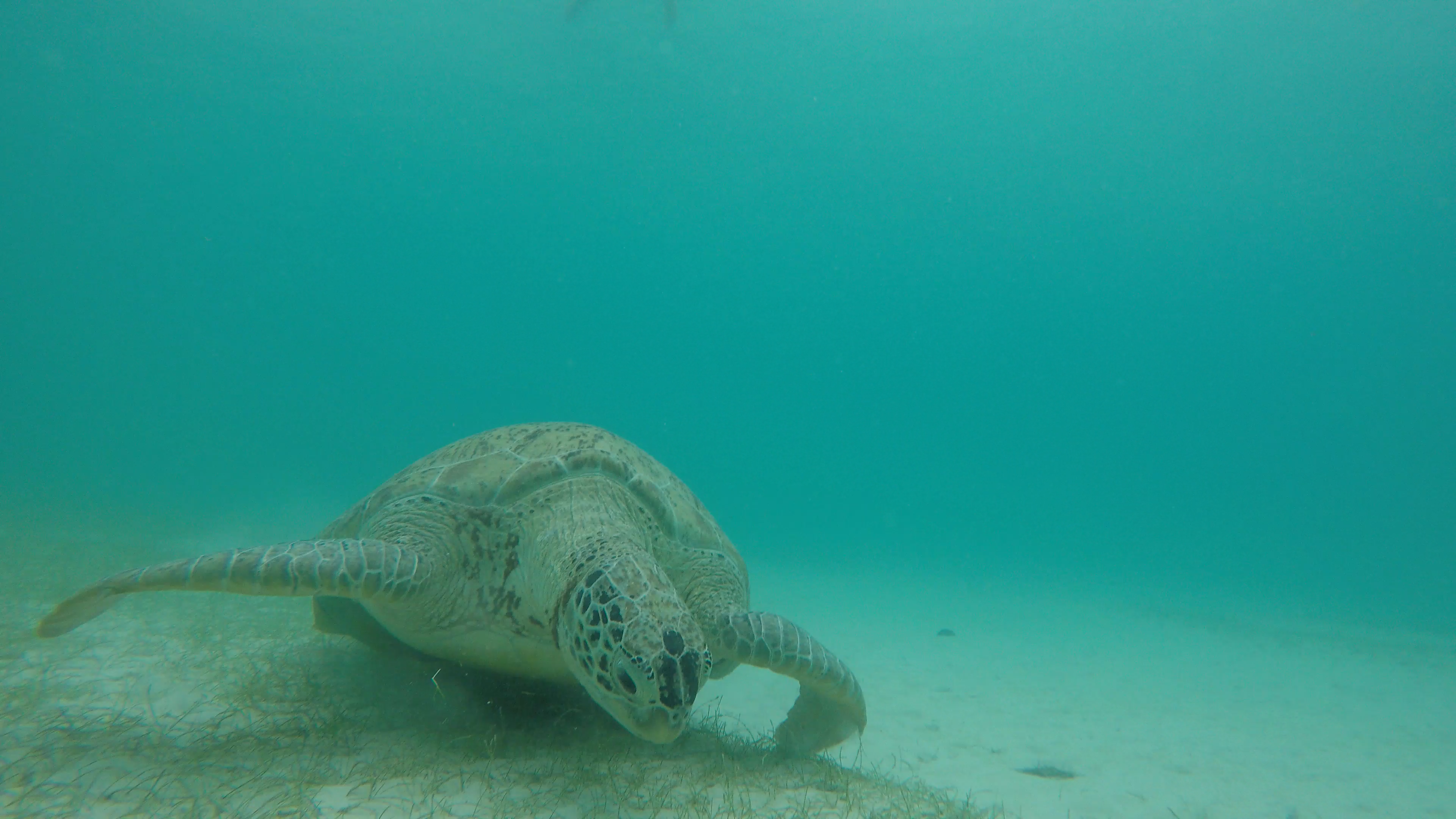 Mehr über den Artikel erfahren Perhentian Islands – Schildkröte und Nemo’s