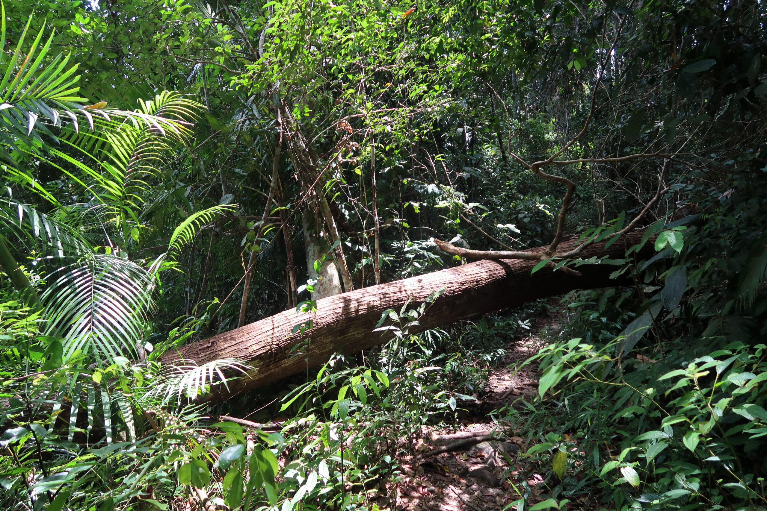 Mehr über den Artikel erfahren Kuala Tahan – Im ältesten Urwald der Welt