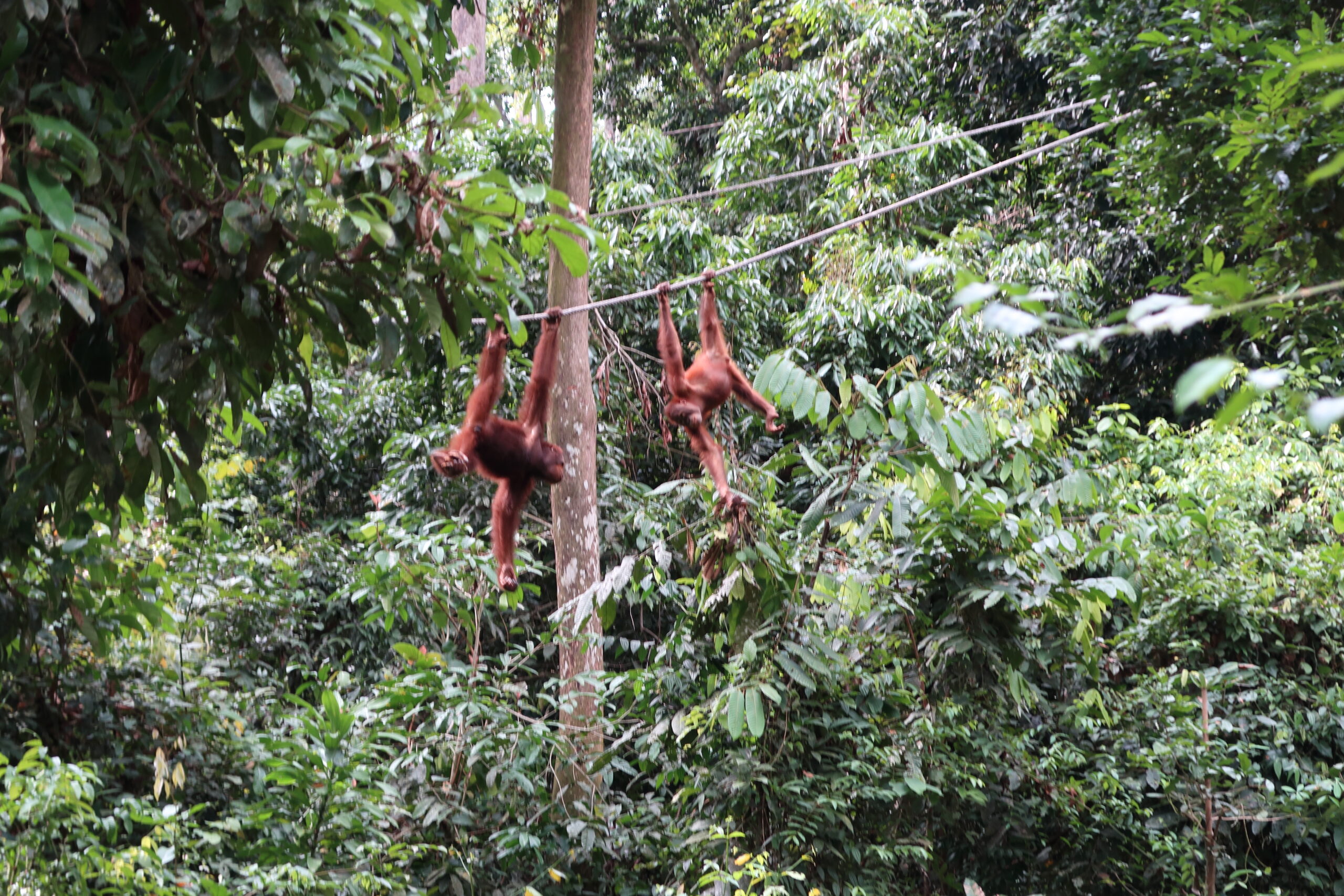 Mehr über den Artikel erfahren Kota Belud nach Sandakan – Orang-Utan in freier Wildbahn